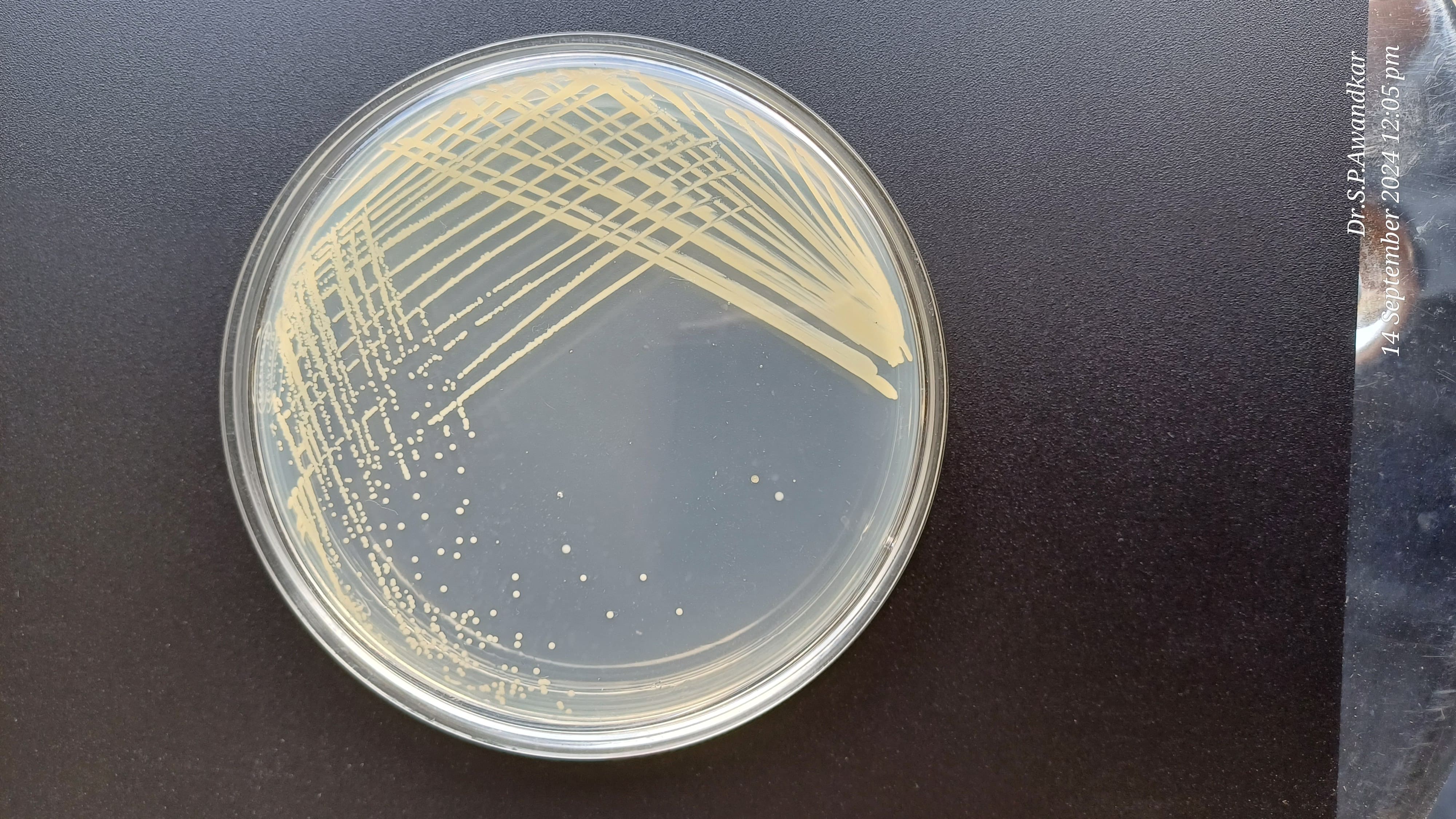 14. Staphylococci Spp. (2)